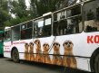  �Hamster�: ������. �����. �����.